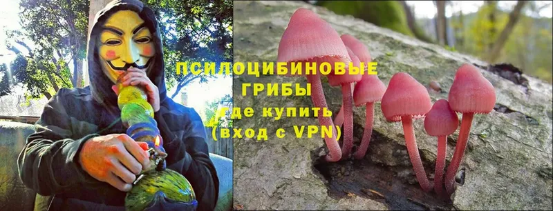 Галлюциногенные грибы Psilocybine cubensis  как найти наркотики  Люберцы 